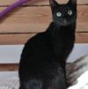 Шанти — леди в черном. Молодая кошечка в добрые руки - фото 2