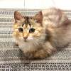 Маленькая Роза. Котенок в добрые руки - фото 1