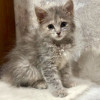 Малютка Грейс. Котенок в добрые руки - фото 1
