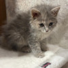 Малютка Грейс. Котенок в добрые руки - фото 4