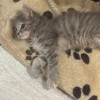 Малютка Грейс. Котенок в добрые руки - фото 5