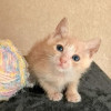 Рыжий малыш. Котенок 2 мес в добрые руки - фото 1