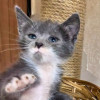 Веселая малышка, котенок 2 мес в добрые руки - фото 1