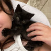 Черный Коржик. Котенок 1,5 мес в добрые руки - фото 2