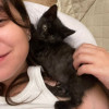 Черный Коржик. Котенок 1,5 мес в добрые руки - фото 3