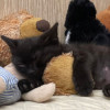 Черный Коржик. Котенок 1,5 мес в добрые руки - фото 4