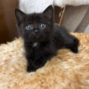 Черная малютка Кнопа. Котенок 1,5 мес в добрые руки - фото 3