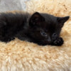 Черная малютка Кнопа. Котенок 1,5 мес в добрые руки - фото 7