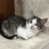 Красавчик Шоша, котенок 2,5 мес в добрые руки - фото 2