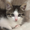 Красавчик Шоша, котенок 2,5 мес в добрые руки - фото 4