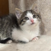 Красавчик Шоша, котенок 2,5 мес в добрые руки - фото 6