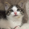 Красавчик Шоша, котенок 2,5 мес в добрые руки - фото 5