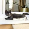 Котенок Фибби в серо - голубой шубке в дар - фото 3