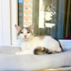 Котенок Веснушка - воплощение позитива и радости в дар - фото 4