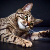 Полосатый лапушка котик Лео в добрые руки - фото 1