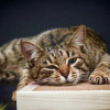 Полосатый лапушка котик Лео в добрые руки - фото 2