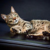 Полосатый лапушка котик Лео в добрые руки - фото 3