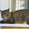 Кот Султан- полосатое плюшевое счастье в добрые руки - фото 4