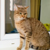 Чудо-кошка полосатка Тиффани в добрые руки - фото 3
