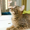 Котенок Плюша -полосатая девочка в добрые руки - фото 4
