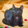 Маленькая крошка котенок Изюминка в добрые руки - фото 2