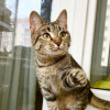 Молоденькая полосатая кошечка Тутси в добрые руки - фото 4