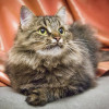 Котик Цезарь - пушистик в добрые руки - фото 4