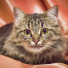 Котик Цезарь - пушистик в добрые руки - фото 3