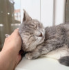 Молоденькая полосатая кошечка Луша в добрые руки - фото 2