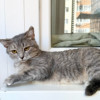 Молоденькая полосатая кошечка Луша в добрые руки - фото 3