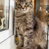 Котёнок Тонни — пушистый сибирячок в добрые руки - фото 2