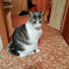 Юная славная кошка по имени Сима в дар - фото 4