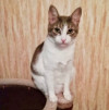 Юная славная кошка по имени Сима в дар - фото 5