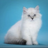Продам породистого котёнка из питомника “AQUARELLE” в Москве 30 000 руб.