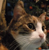 Потерялась кошка Кирюша на проспекте Энергетиков в Санкт-Петербурге