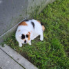 Кошка домашняя в Москве найдена