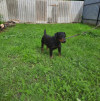 Собаку сдают в приют после смерти хозяина - фото 3