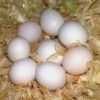 Попугай птицы и яйца на продажу в Виллози договорная