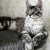 Котенок - фото 1