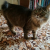 ПРОДАЮ КОТА - фото 2