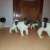 Breed American Akita puppies for sale в Санкт-Петербурге договорная