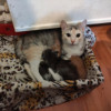 Котята ищут новую семью - фото 2