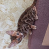 Бенгальские котята - фото 2