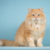 Котика в добрые руки - фото 2