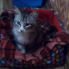 Красивый молодой кот в Севастополе
