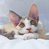 Продаются ласковые котята девон-рекс в Тихорецке 35 000 руб.