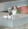 Потерялась собака чихуахуа в Москве
