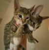 Котята помесь египетского мао в добрые руки - фото 2