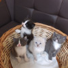Котята даром - фото 1