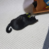Черный котик 1 год в Краснодаре